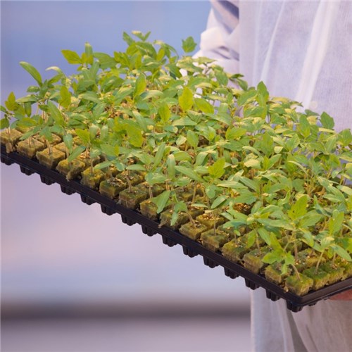 Grodan SBS Plugs with Tray